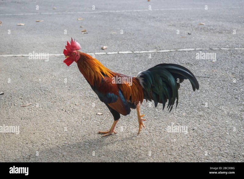 Descoperă lumea incitantă a jocului de slot Chicken Road în România, chicken road